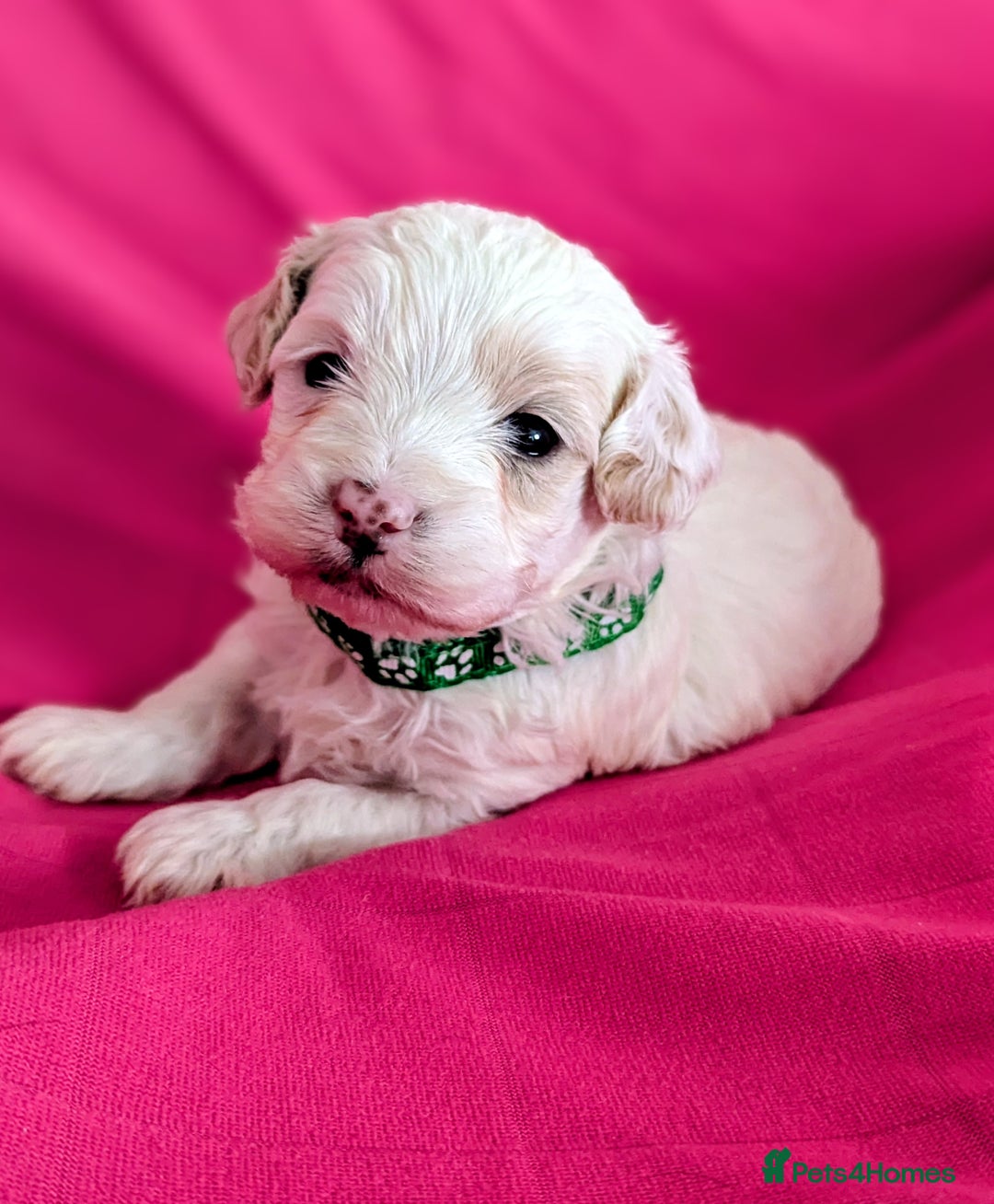 Maltipoo dogs for sale: Beautiful Toy Maltipoo Puppies - Advert 10