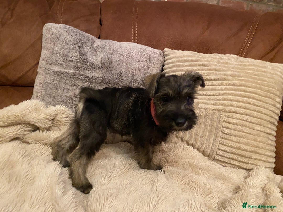 Miniature Schnauzer dogs for sale: Miniature schnauzer puppies  - Advert 4
