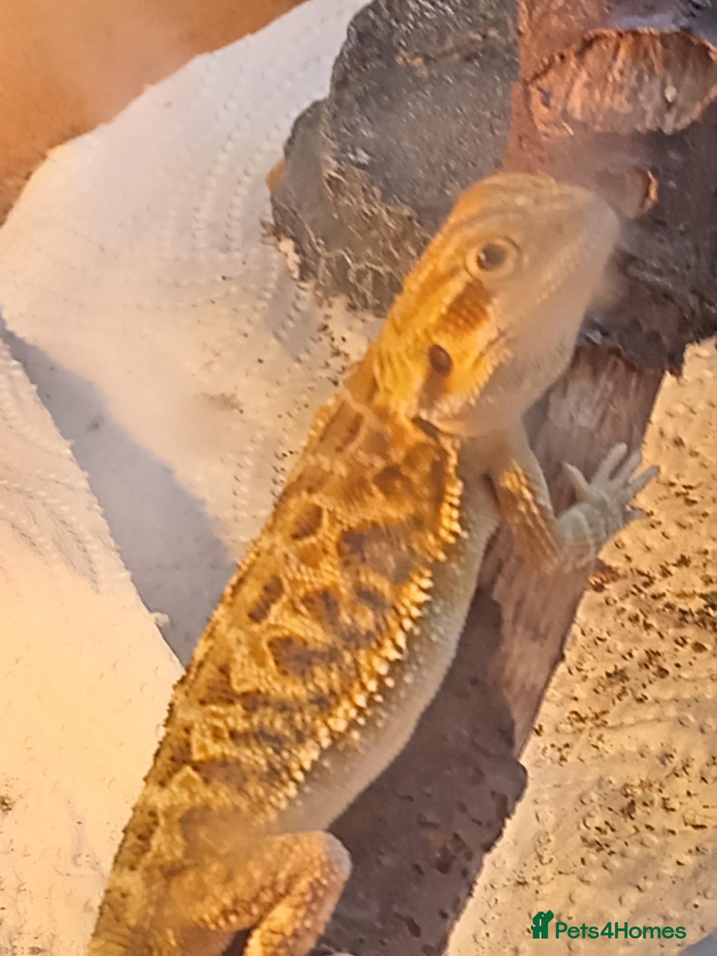Bearded Dragon reptiles Beautiful baby  - Advert 1
