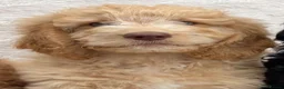 Goldendoodle dogs for sale: medium golden doodles  waiting list expected july  - Advert 7