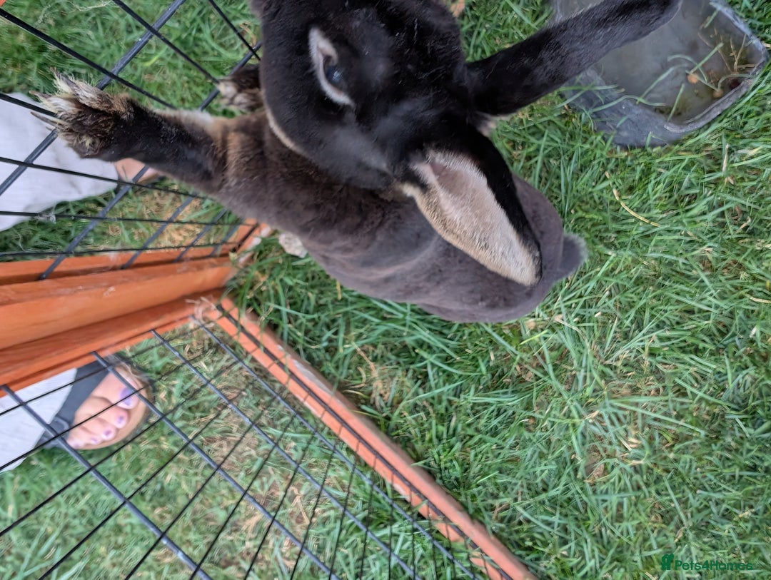Rex rabbits for sale: Boy Rex rabbit  - Image 2