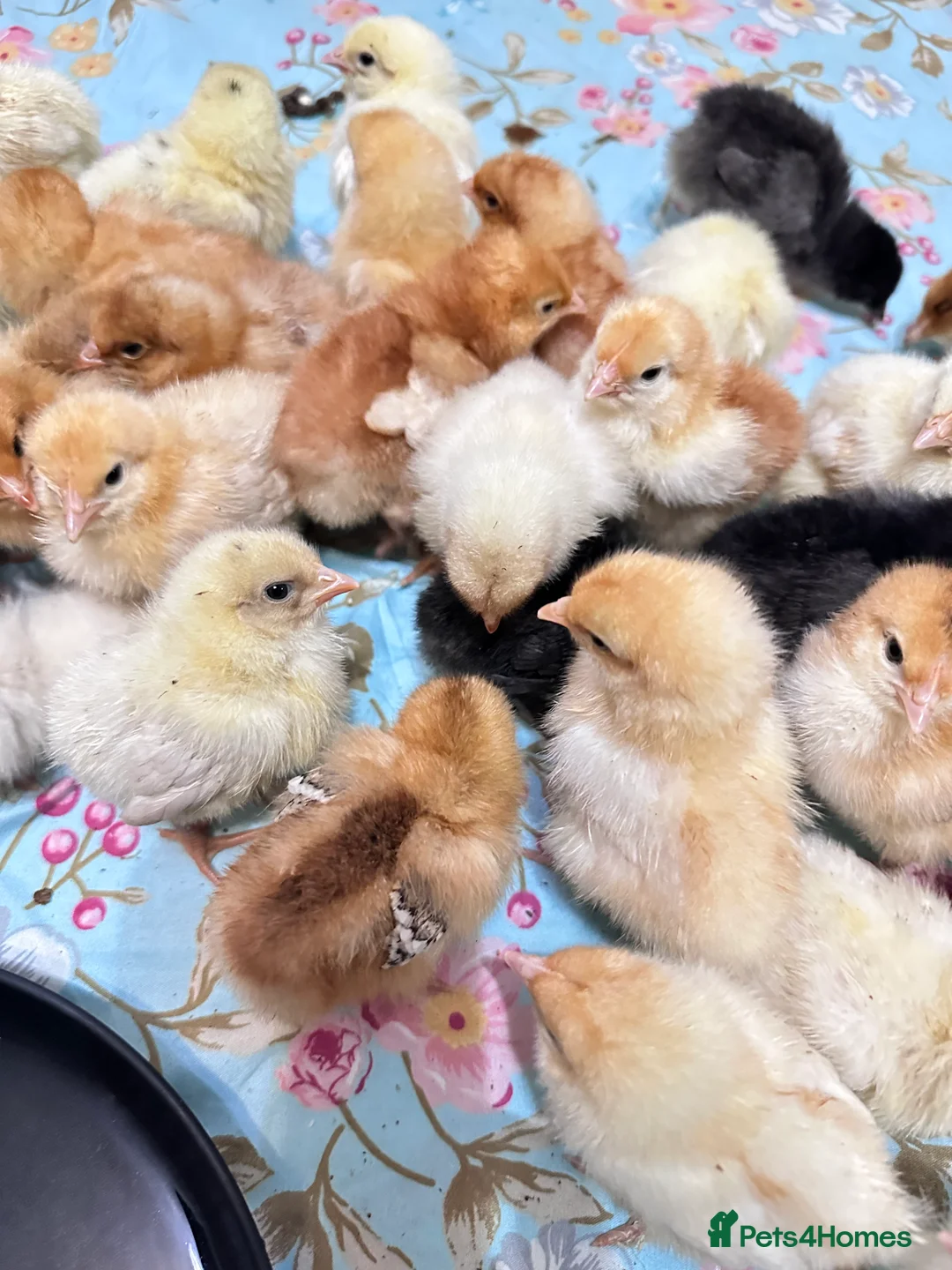 Chickens poultry for sale: Chicken chicks in Dewsbury - Advert 3