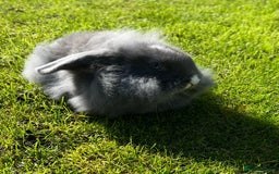 Mini Lop rabbits for sale: Mini lops , LionHead. READY NOW! 13th  - Image 2