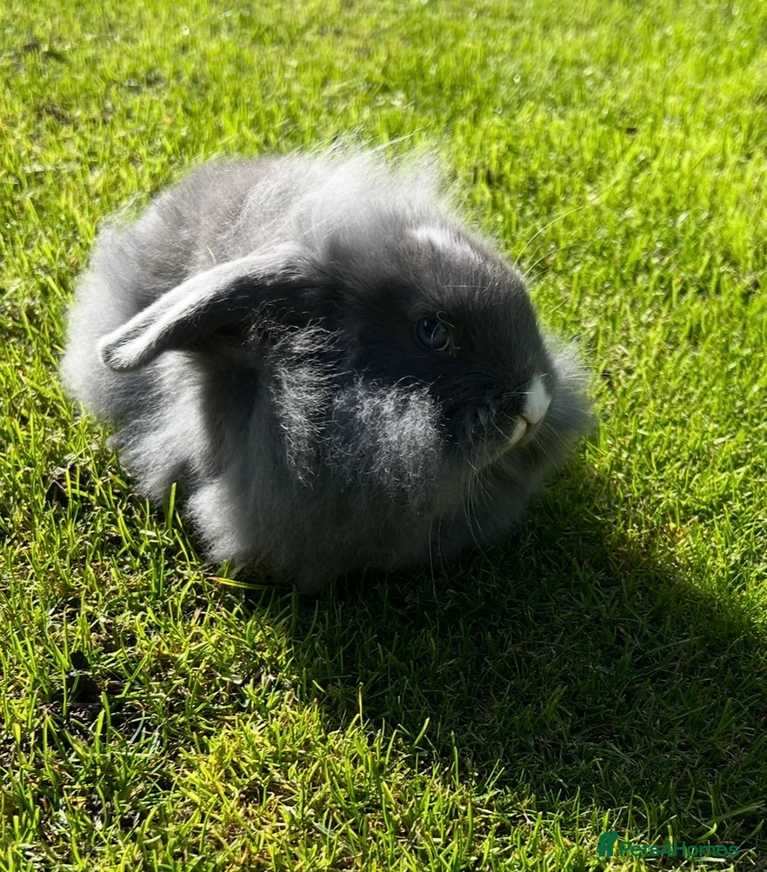 Mini Lop rabbits for sale: Mini lops , LionHead. READY NOW! 13th  - Image 2