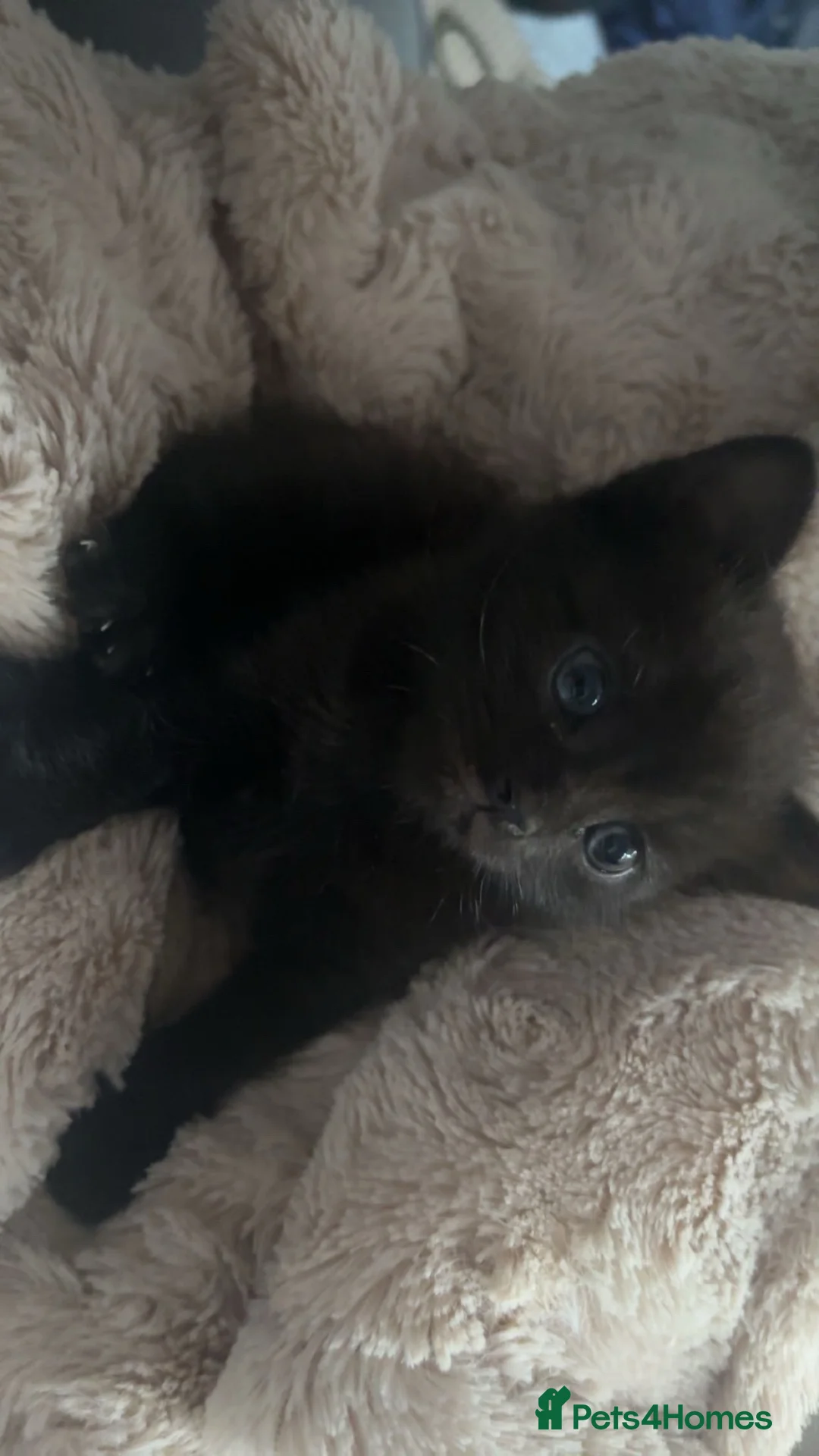 British Shorthair cats for sale: chocolate brown kittens - Advert 2