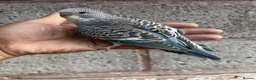 Budgerigars birds for sale: Beautiful adorable baby budgies  - Advert 3