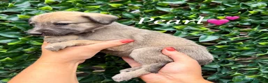 Lurcher 5