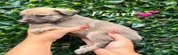 Lurcher dogs for sale: Beautiful Bedlington Whippet Puppies 🐾 - Advert 4