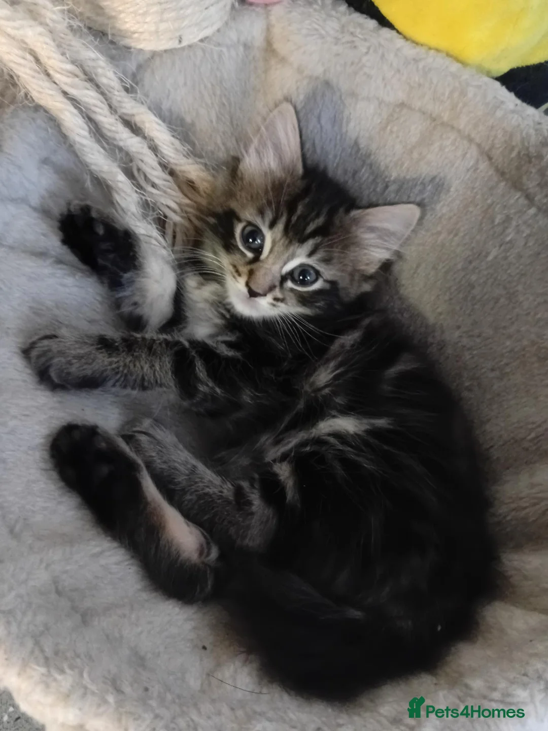 Mixed Breed cats for sale: Ms girl - Advert 1