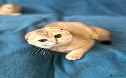 Scottish Fold cats for sale: Gold Chinchilla Scottish fold baby’s  - Image 14
