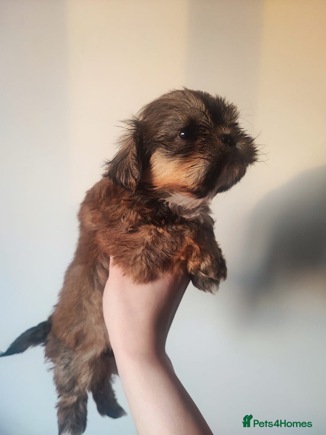 Shih Tzu dogs for sale: 8 week old shih tzu lavender puppies  - Image 6