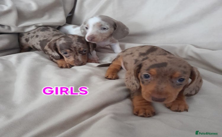 Miniature Dachshund dogs - Advert 2