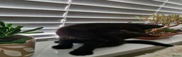 Mixed Breed cats for sale: Last 2 Kittens Ready Now - Advert 7