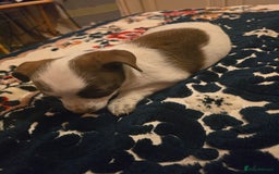Chihuahua dogs for sale: Lovely Chihuahua Puppies looking for a Loving Home - Image 4