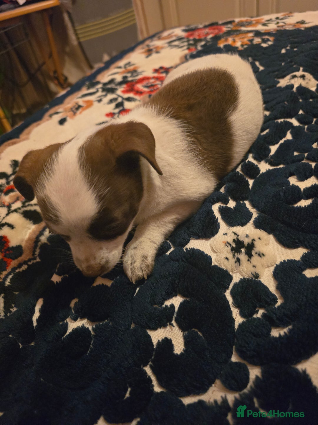 Chihuahua dogs for sale: Lovely Chihuahua Puppies looking for a Loving Home - Image 4