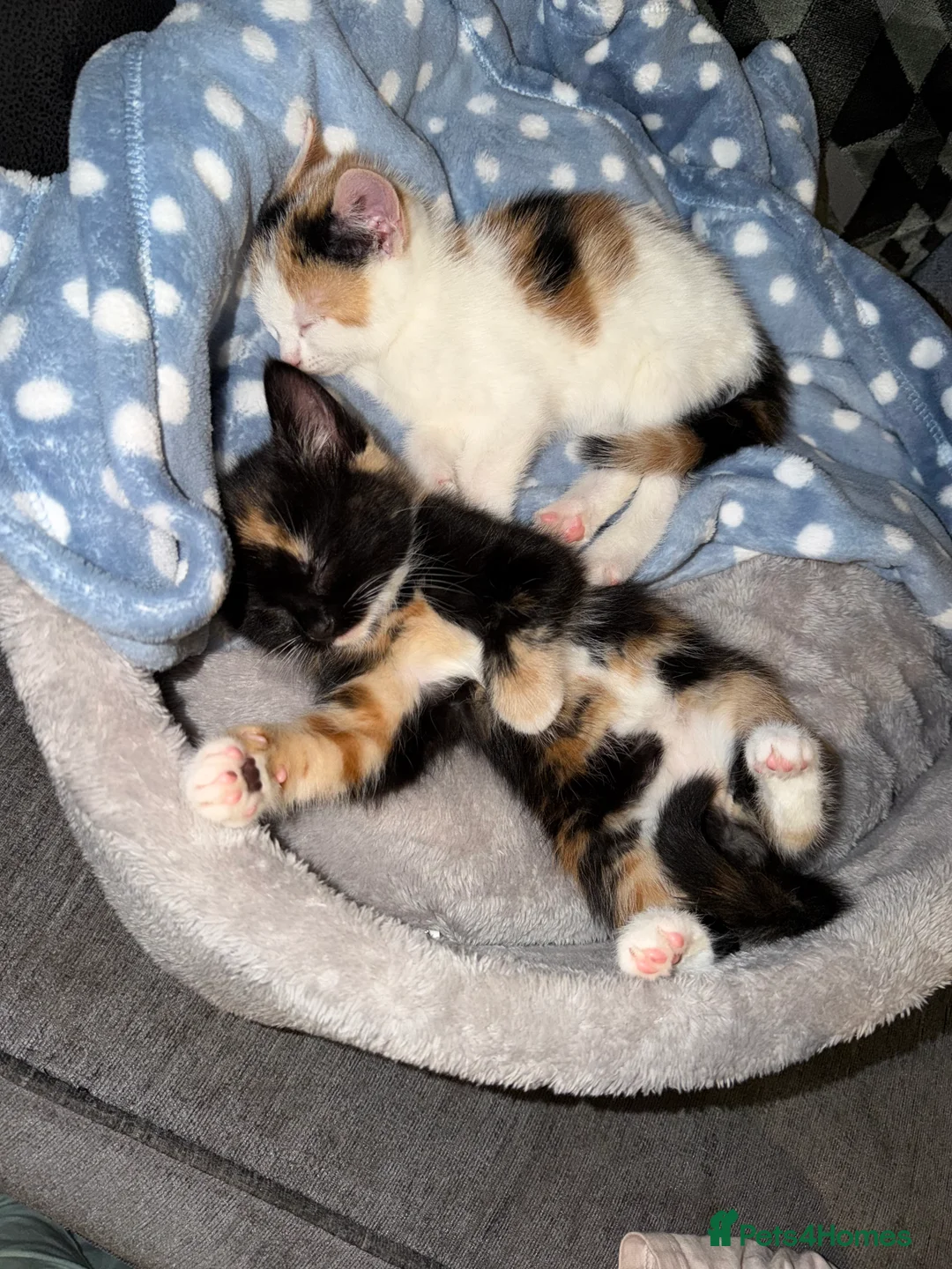 Mixed Breed cats for sale: 2 Kittens - Advert 3