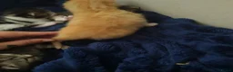 Mixed Breed cats for sale: 4 beautiful kittens  - Advert 16