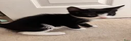 Mixed Breed cats for sale: Kittens for sale  - Advert 3