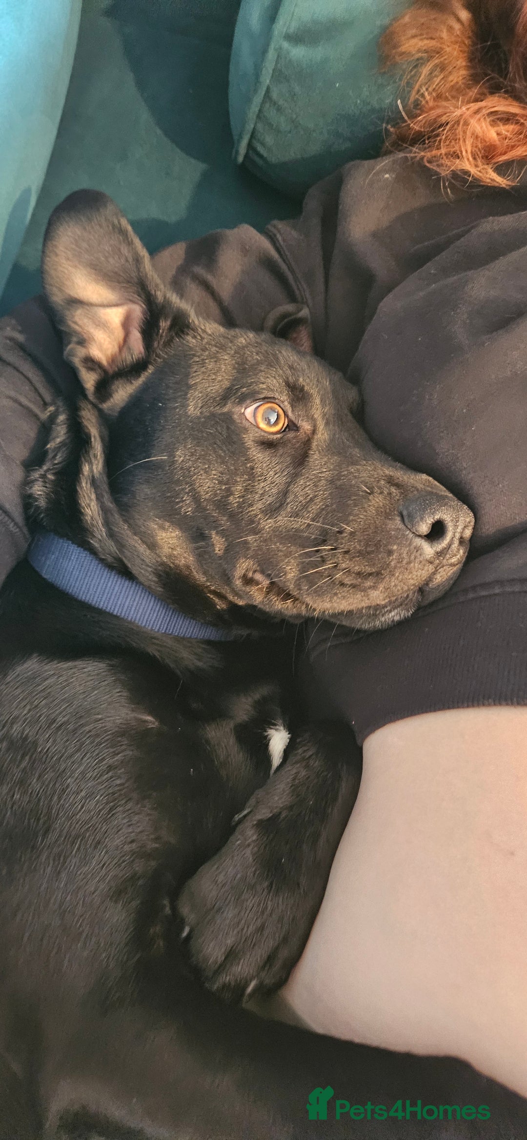 Mixed Breed dogs for sale: Lab-Staffy cross 8 months - Image 6