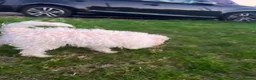 Cockapoo dogs for sale: Cockapoo f1b in Stoke-on-Trent - Advert 9