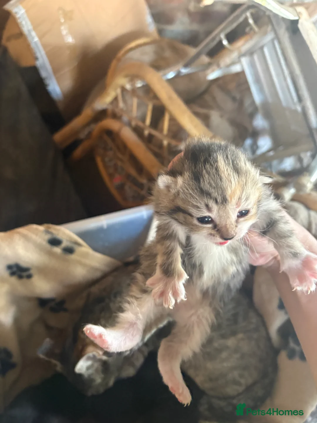 Mixed Breed cats for sale: Kittens looking for new homes  - Advert 2