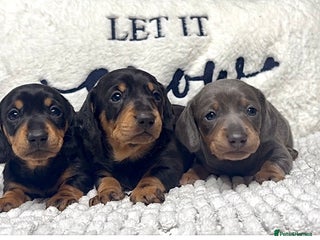 Miniature Dachshund dogs Miniature Dashund puppies🐶🐾 - Advert 6