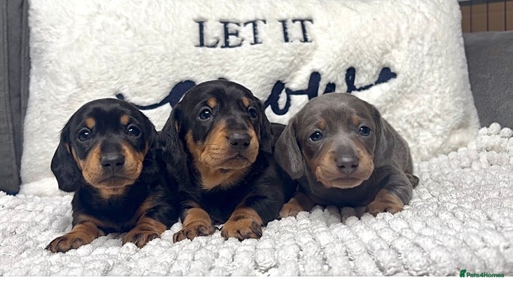 Miniature Dachshund dogs Miniature Dashund puppies🐶🐾 - Advert 2