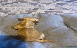 Cockapoo dogs for sale: Beautiful puppies in time for  ** ! 🐶 🥰  **   - Image 15