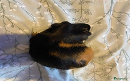 Guinea Pig rodents for sale: Guinea pigs  - Image 3