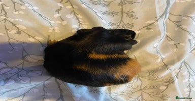 Guinea Pig rodents - Advert 13