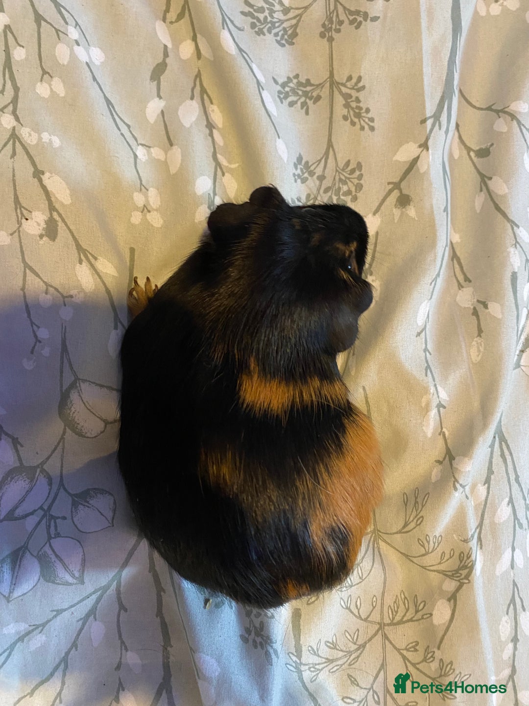 Guinea Pig rodents for sale: Guinea pigs  - Image 3