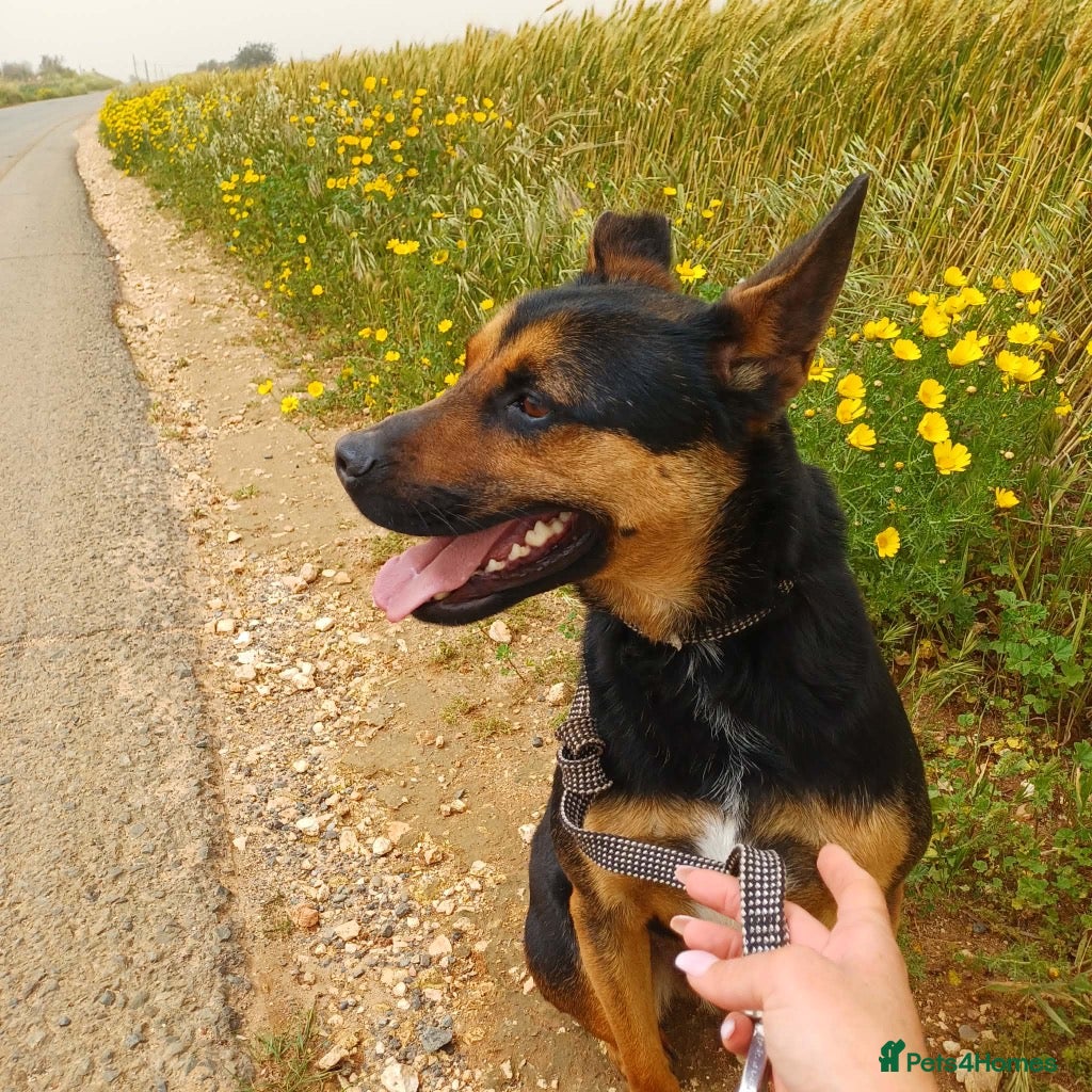 Mixed Breed dogs for adoption: 🐾 Lucio is looking for his forever home - Advert 4