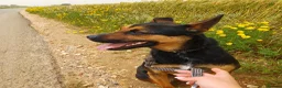 Mixed Breed dogs for adoption: Lucio deserves the chance to thrive  - Advert 3