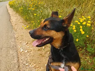 Mixed Breed dogs 🐾 Lucio deserves his chance - Advert 1