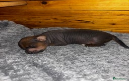 Chinese Crested dogs for sale: Chinese crested powderpuff ready September 12th - Image 34