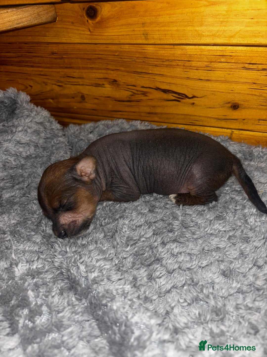 Chinese Crested dogs for sale: Chinese crested powderpuff ready September 12th - Image 34