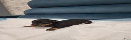 Miniature Dachshund dogs for sale: Mini dachshund short hair  stunning 4 puppies - Advert 10