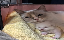 Ragdoll cats for sale: Gorgeous GCCF kitten - Image 5