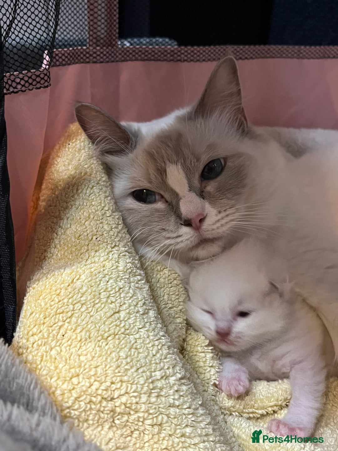 Ragdoll cats for sale: Gorgeous GCCF kitten - Image 5