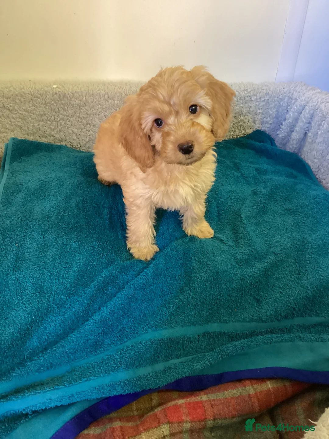 Cockapoo dogs for sale: Cockapoo f1 - Advert 2