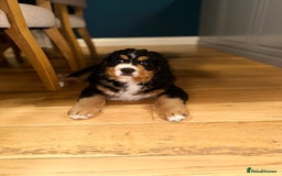Bernedoodle dogs for sale: ⭐️⭐️F2 BERNEDOODLE PUPPIES⭐️⭐️ - Image 9