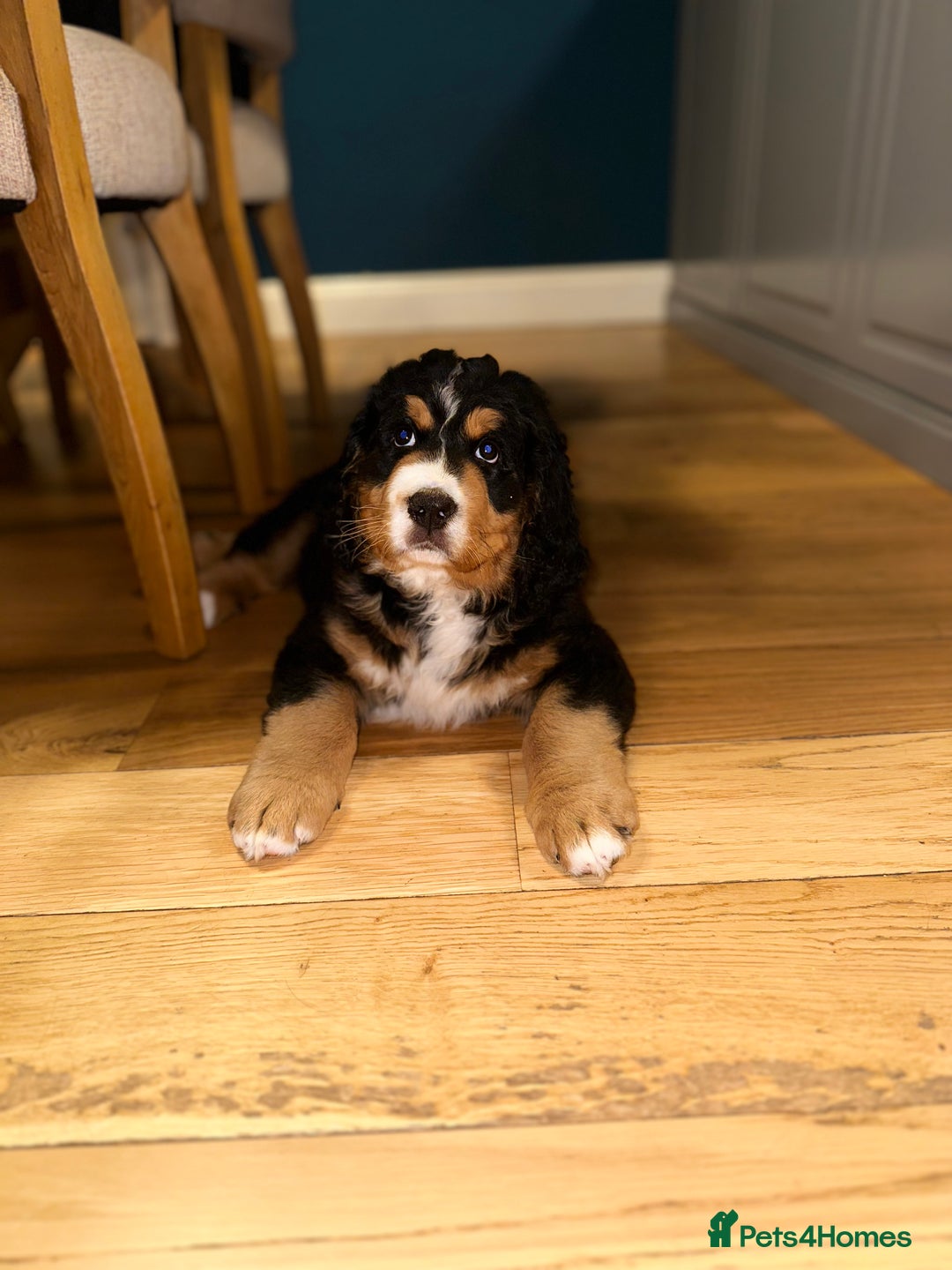 Bernedoodle dogs for sale: ⭐️⭐️F2 BERNEDOODLE PUPPIES⭐️⭐️ - Image 9