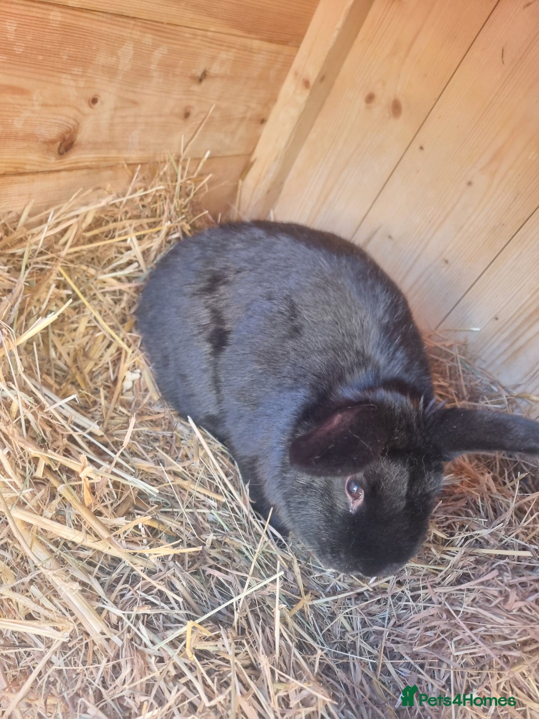 Mixed Breed rabbits for sale: Mini lop cross baby female  - Advert 5