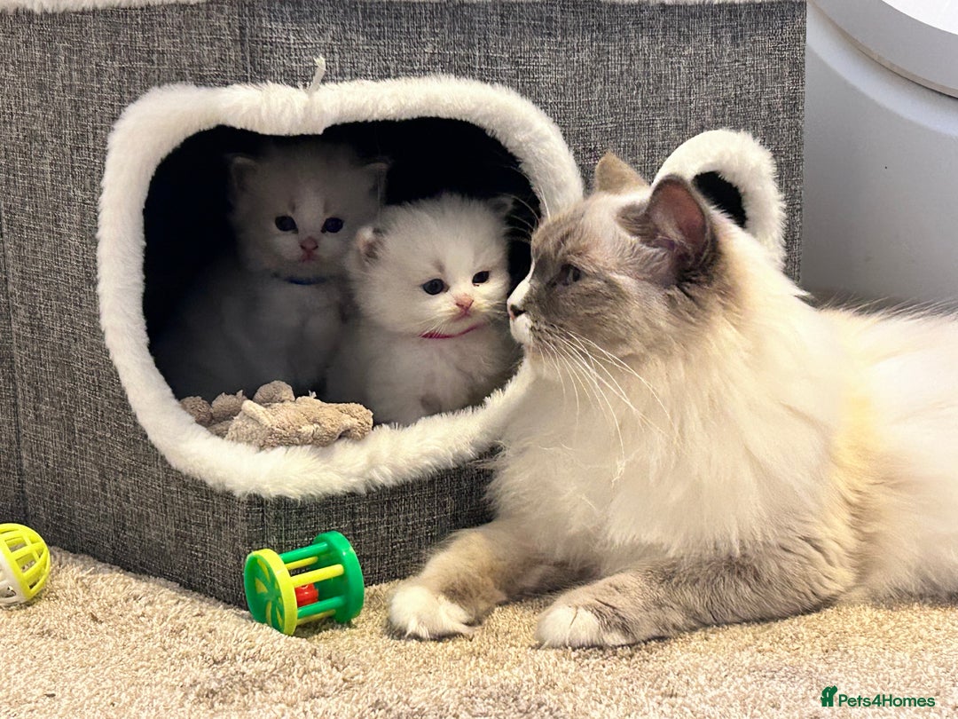 Ragdoll cats for sale: Beautiful Blue Tabby Ragdoll Fur Babies  - Image 25