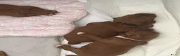 Cockapoo dogs for sale: Toy Cockapoo Puppies - Advert 4