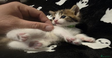 Mixed Breed cats - Advert 1