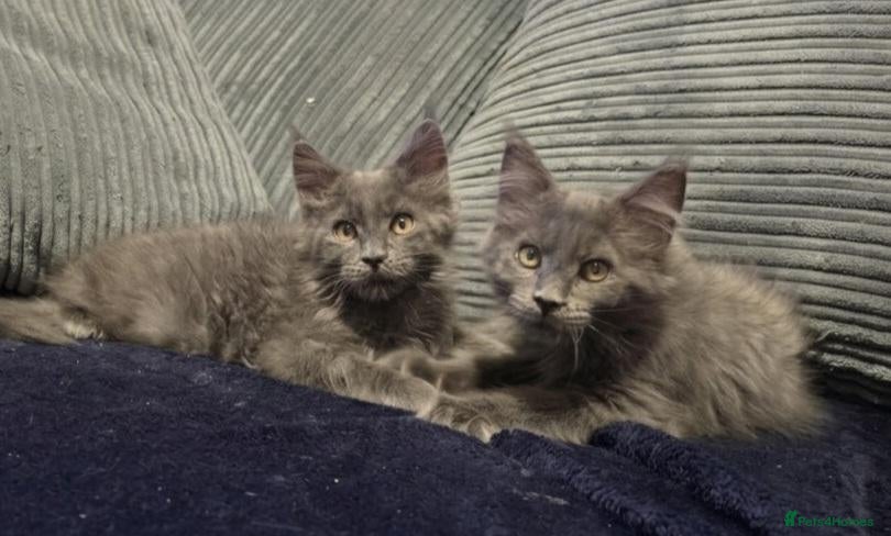 Maine Coon cats Maine coon kitten  - Advert 6