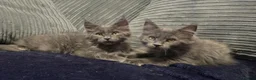 Maine Coon cats for sale: Maine coon kitten  - Advert 1