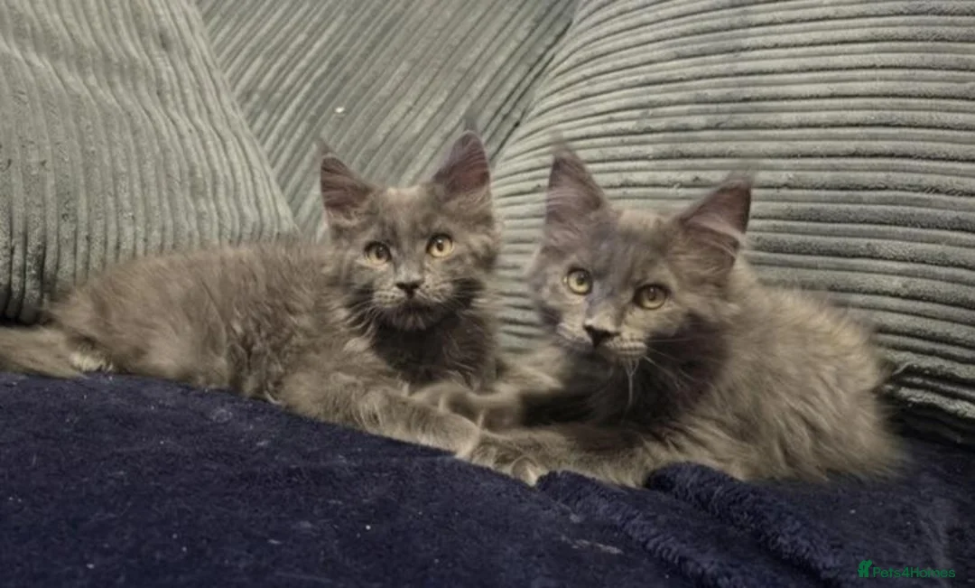 Maine Coon cats for sale: Maine coon kitten  - Advert 1