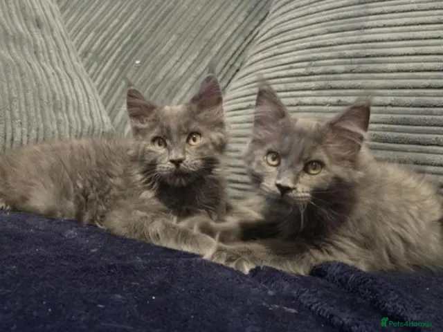 Maine Coon cats Maine coon kitten - Advert 2
